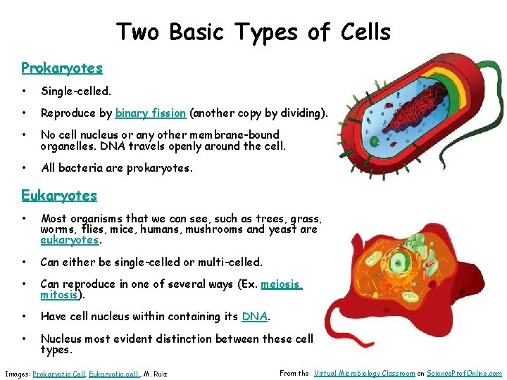 Two Basic Types of Cells Prokaryotes • Single-celled. • Reproduce by binary fission (another