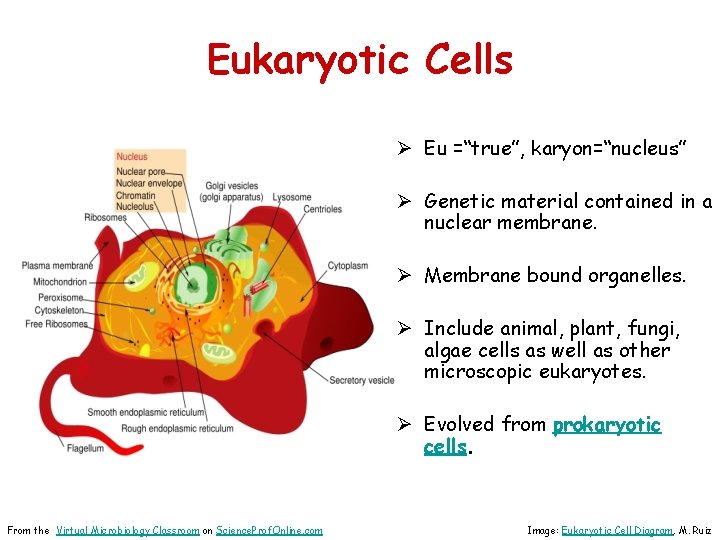 Eukaryotic Cells Ø Eu =“true”, karyon=“nucleus” Ø Genetic material contained in a nuclear membrane.