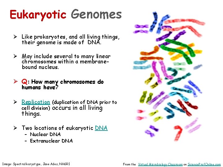 Eukaryotic Genomes Ø Like prokaryotes, and all living things, their genome is made of