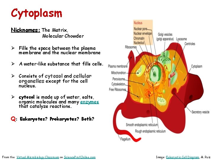 Cytoplasm Nicknames: The Matrix, Molecular Chowder Ø Fills the space between the plasma membrane