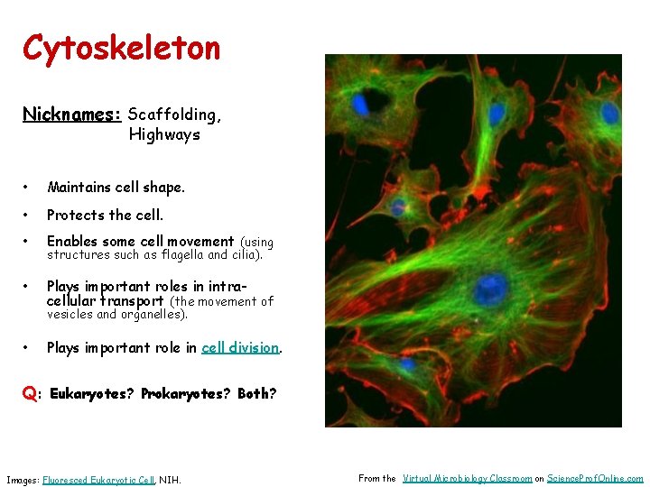 Cytoskeleton Nicknames: Scaffolding, Highways • Maintains cell shape. • Protects the cell. • Enables