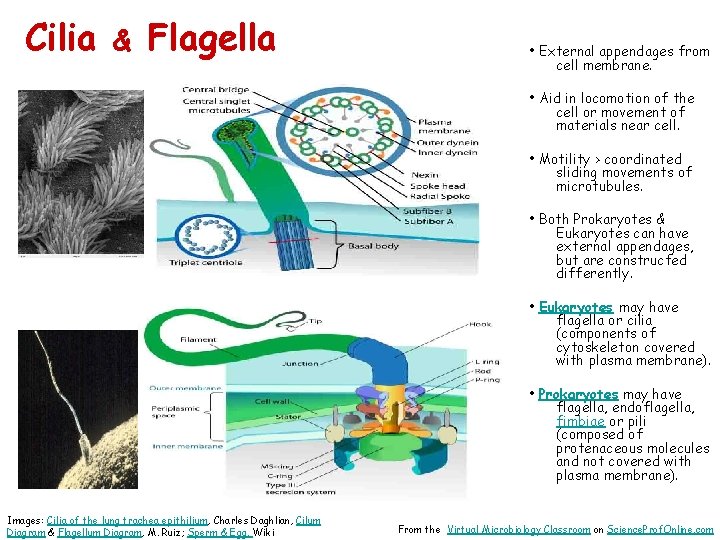 Cilia & Flagella • External appendages from cell membrane. • Aid in locomotion of