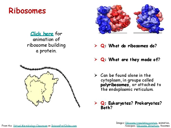 Ribosomes Click here for animation of ribosome building a protein. Ø Q: What do