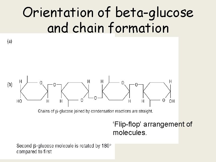 Orientation of beta-glucose and chain formation ‘Flip-flop’ arrangement of molecules. 