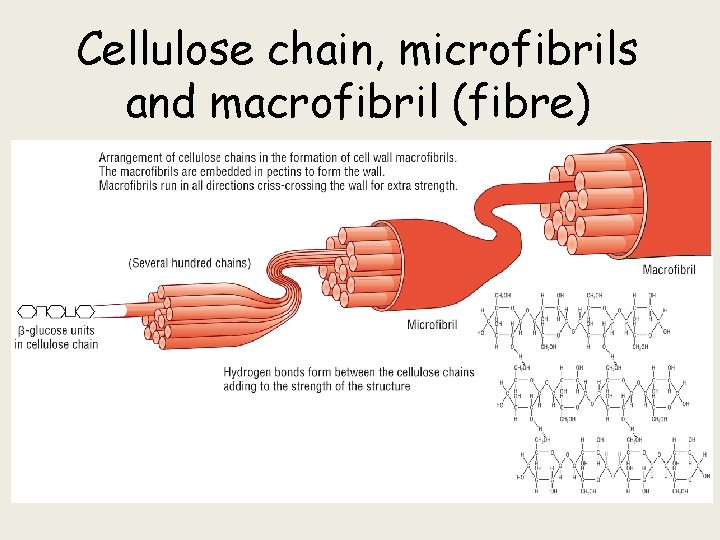 Cellulose chain, microfibrils and macrofibril (fibre) 