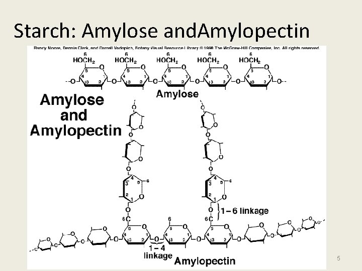 Starch: Amylose and. Amylopectin 5 