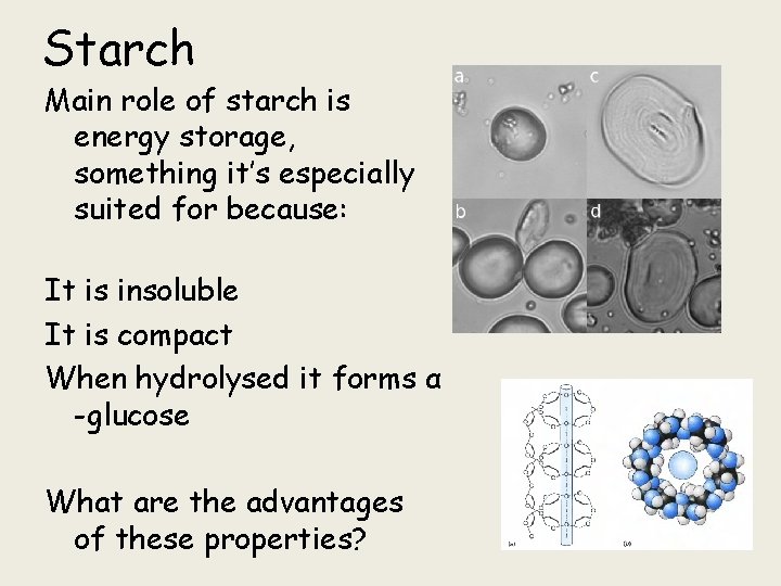 Starch Main role of starch is energy storage, something it’s especially suited for because: