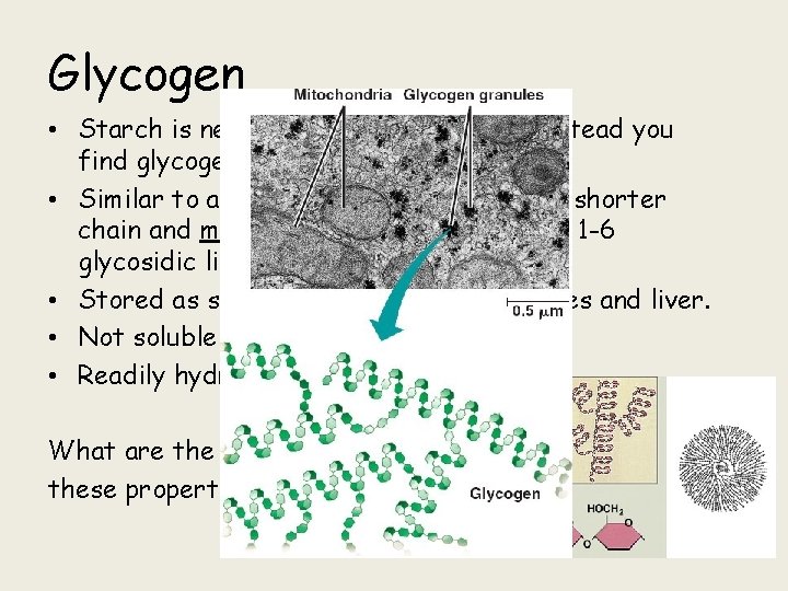 Glycogen • Starch is never found in animal cells; instead you find glycogen. •