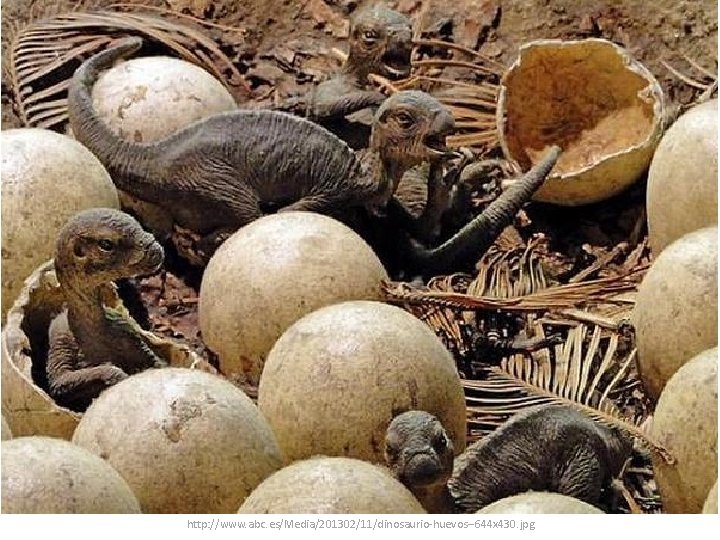 http: //www. abc. es/Media/201302/11/dinosaurio-huevos--644 x 430. jpg 