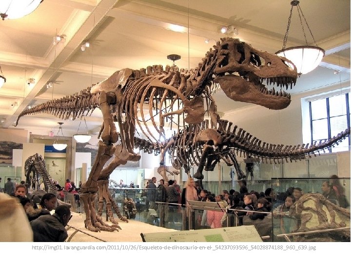 http: //img 01. lavanguardia. com/2011/10/26/Esqueleto-de-dinosaurio-en-el-_54237093596_54028874188_960_639. jpg 