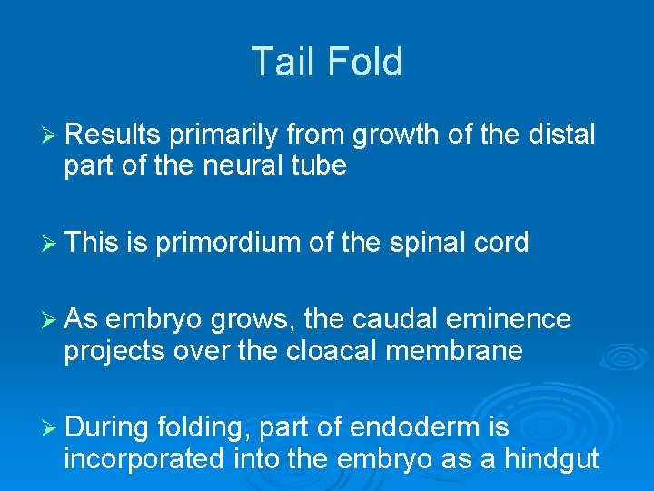 Tail Fold Ø Results primarily from growth of the distal part of the neural