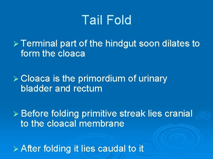 Tail Fold Ø Terminal part of the hindgut soon dilates to form the cloaca