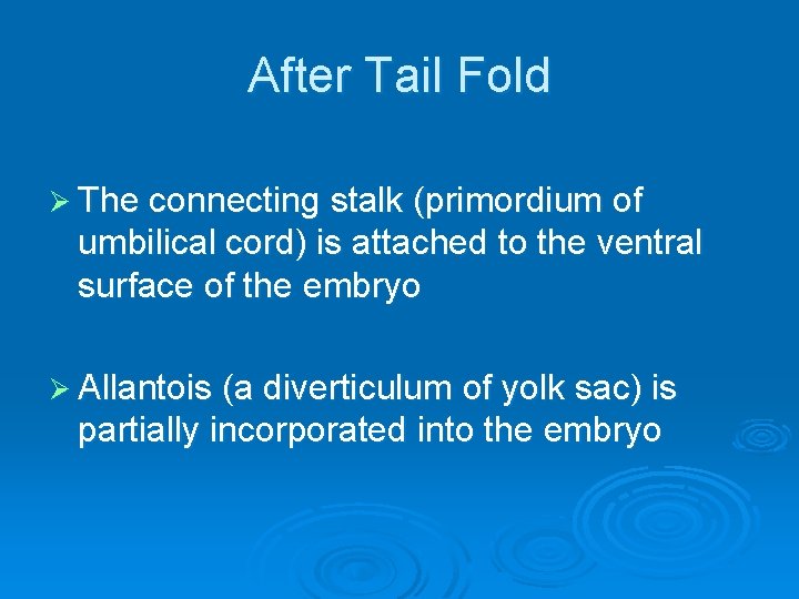 After Tail Fold Ø The connecting stalk (primordium of umbilical cord) is attached to