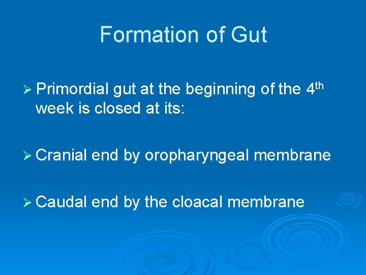 Formation of Gut Ø Primordial gut at the beginning of the 4 th week