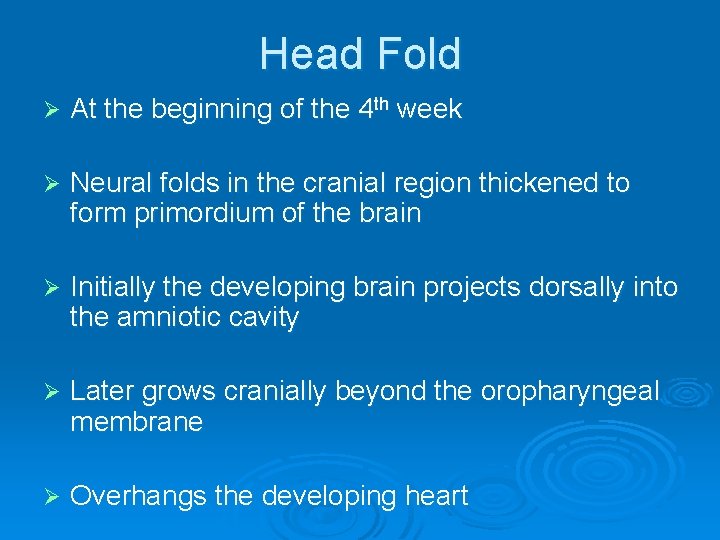 Head Fold Ø At the beginning of the 4 th week Ø Neural folds