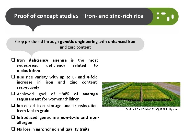 Proof of concept studies – Iron- and zinc-rich rice Crop produced through genetic engineering