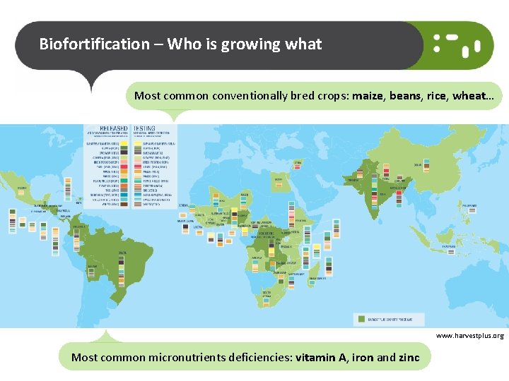Biofortification – Who is growing what Most common conventionally bred crops: maize, beans, rice,