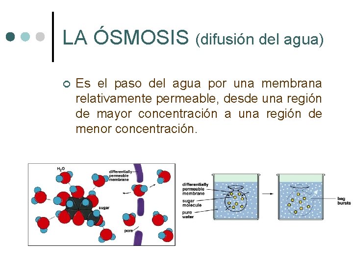 LA ÓSMOSIS (difusión del agua) ¢ Es el paso del agua por una membrana