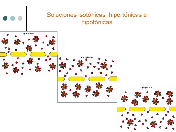Soluciones isotónicas, hipertónicas e hipotónicas 