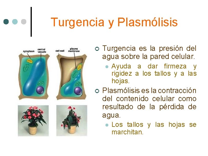 Turgencia y Plasmólisis ¢ Turgencia es la presión del agua sobre la pared celular.