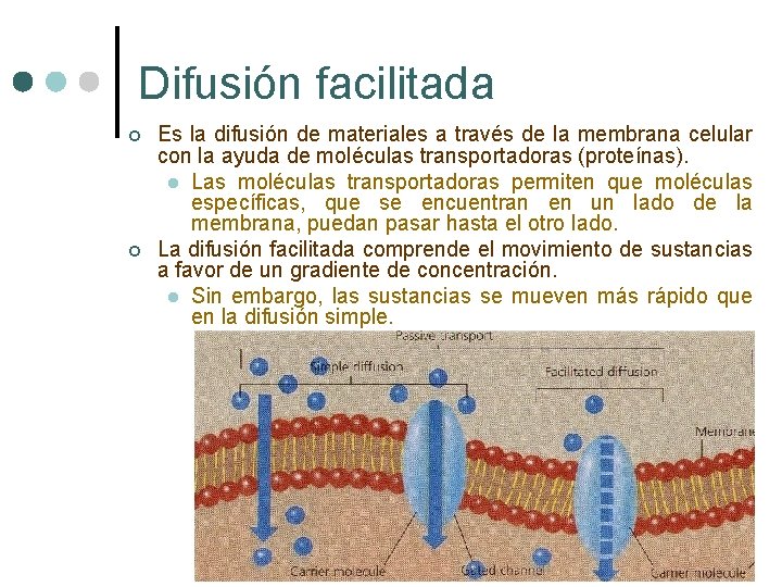 Difusión facilitada ¢ ¢ Es la difusión de materiales a través de la membrana