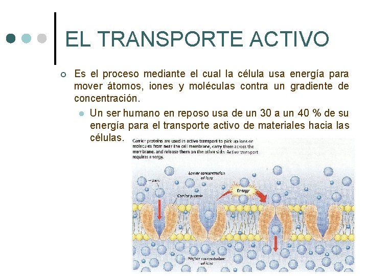 EL TRANSPORTE ACTIVO ¢ Es el proceso mediante el cual la célula usa energía