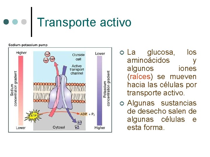 Transporte activo ¢ ¢ La glucosa, los aminoácidos y algunos iones (raíces) se mueven