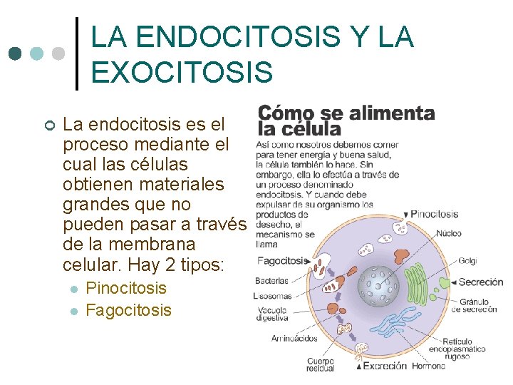 LA ENDOCITOSIS Y LA EXOCITOSIS ¢ La endocitosis es el proceso mediante el cual