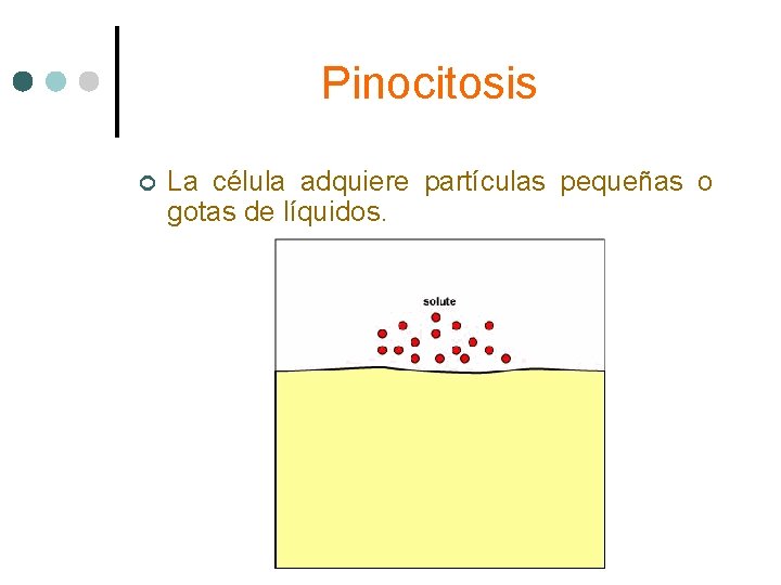 Pinocitosis ¢ La célula adquiere partículas pequeñas o gotas de líquidos. 