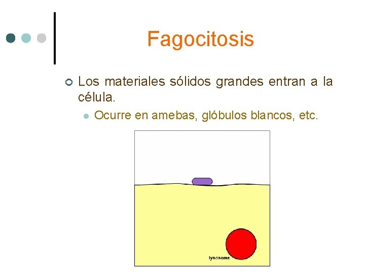 Fagocitosis ¢ Los materiales sólidos grandes entran a la célula. l Ocurre en amebas,