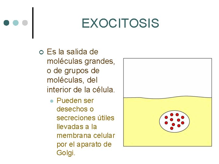 EXOCITOSIS ¢ Es la salida de moléculas grandes, o de grupos de moléculas, del