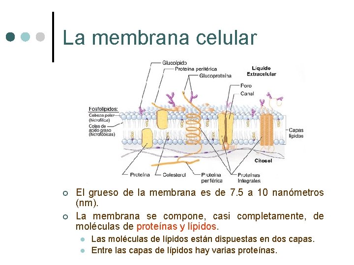 La membrana celular ¢ ¢ El grueso de la membrana es de 7. 5