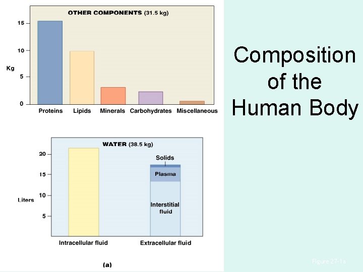 Composition of the Human Body Figure 27– 1 a 