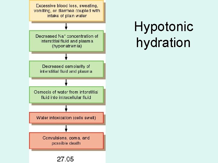 Hypotonic hydration 
