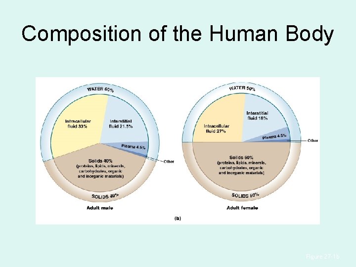 Composition of the Human Body Figure 27– 1 b 