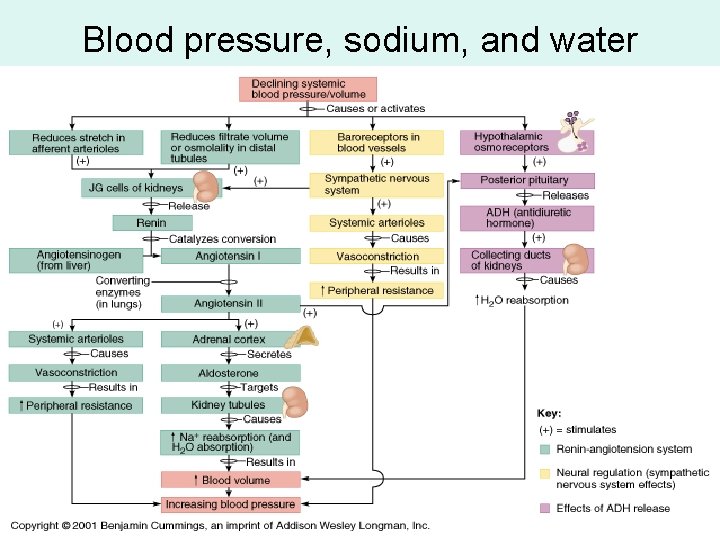 Blood pressure, sodium, and water 