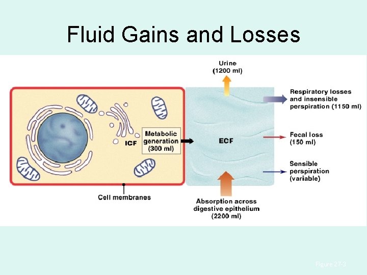 Fluid Gains and Losses Figure 27– 3 