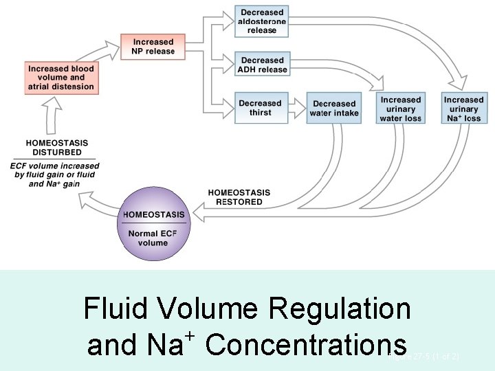 Fluid Volume Regulation + and Na Concentrations Figure 27– 5 (1 of 2) 