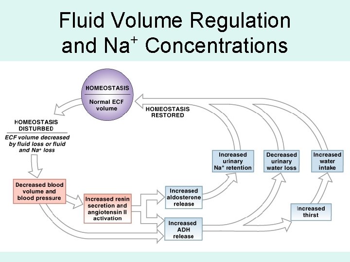 Fluid Volume Regulation + and Na Concentrations 