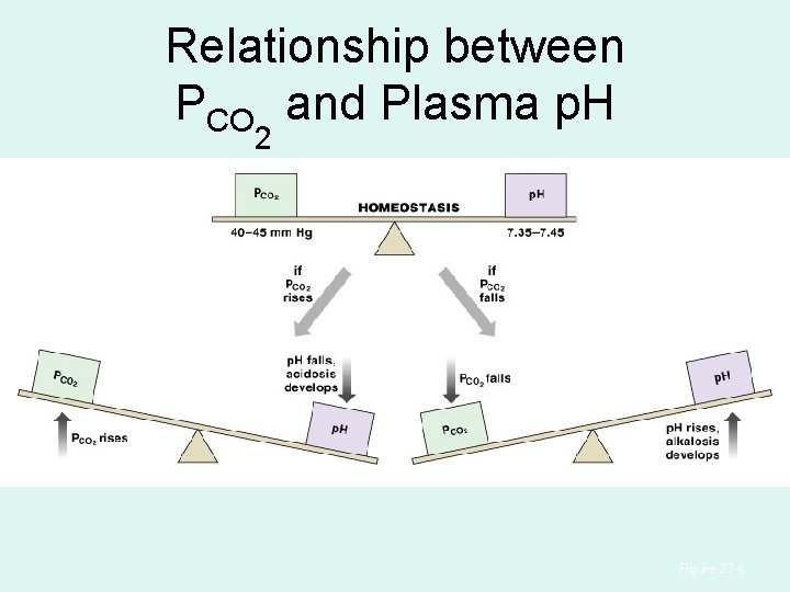 Relationship between PCO and Plasma p. H 2 Figure 27– 6 