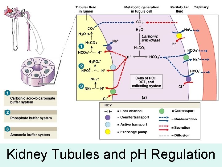 Kidney Tubules and p. H Regulation 