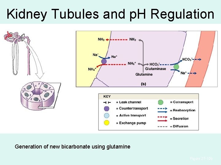 Kidney Tubules and p. H Regulation Generation of new bicarbonate using glutamine Figure 27–