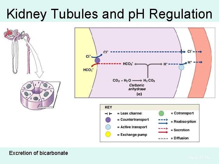 Kidney Tubules and p. H Regulation Excretion of bicarbonate Figure 27– 10 c 