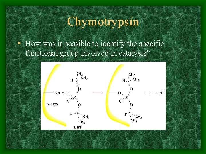 Chymotrypsin • How was it possible to identify the specific functional group involved in