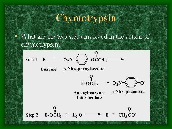 Chymotrypsin • What are the two steps involved in the action of chymotrypsin? 