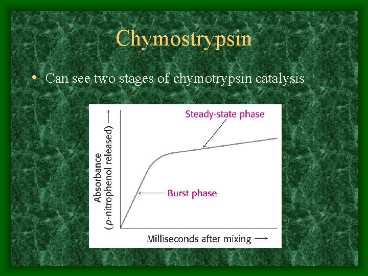 Chymostrypsin • Can see two stages of chymotrypsin catalysis 