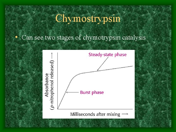 Chymostrypsin • Can see two stages of chymotrypsin catalysis 