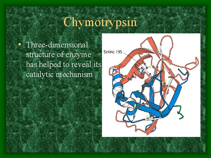 Chymotrypsin • Three-dimensional structure of enzyme has helped to reveal its catalytic mechanism 