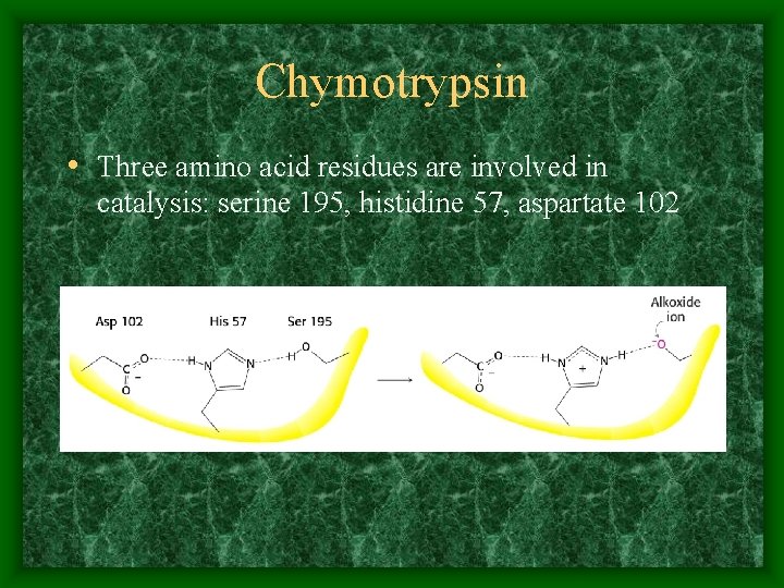 Chymotrypsin • Three amino acid residues are involved in catalysis: serine 195, histidine 57,