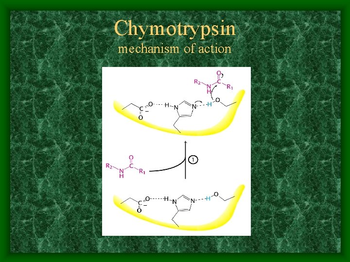 Chymotrypsin mechanism of action 